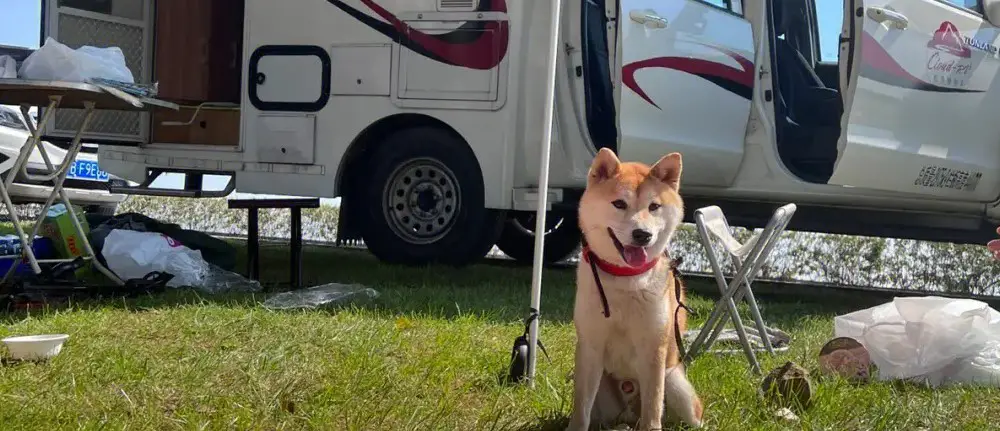 Choosing the Right RV for Your Pet
